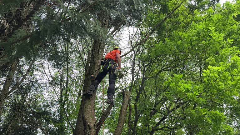 How Our Tree Care Process Works  in Richmond, CA